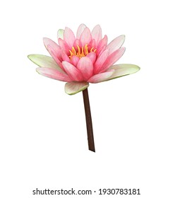 Illustration of a Pink water lily on a stem. Nymphaea alba