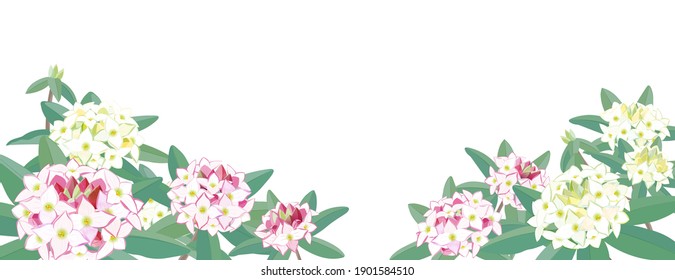 Illustration of pink and white Daphne odora blooming in early spring