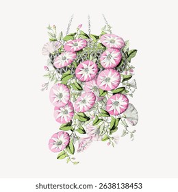 Illustration of pink and white morning glory flowers with green leaves. The morning glory blooms are vibrant, with morning glory vines cascading elegantly. Vintage flower illustration vector.