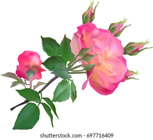 illustration with pink and yellow rose isolated on white background