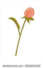 Illustration with pion. Flower for a bouquet. Spring vector of isolated on white background. Saturated color for your holiday design.