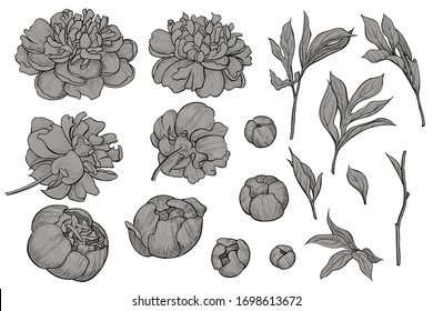 Illustration with pions (leaves, buds, stems and flowers). Spring vector set of isolated black and white and grey elements on white background. Interesting silhouette for your zenart or coloring book