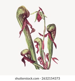 Illustration of pitcher plants with green and red hues. The pitcher plants are depicted with detailed leaves and flowers, showcasing their unique structure. Vintage flower illustration vector.