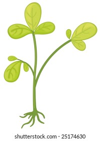 an illustration of a plant