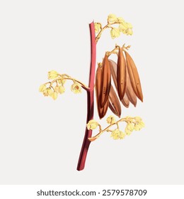 Illustration of a plant with brown pods and yellow flowers on a red stem. The plant features detailed brown pods and vibrant yellow flowers on a red stem. Vintage flower illustration isolated, vector.