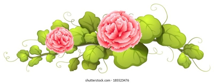 Illustration of a plant with carnation pink flowers on a white background