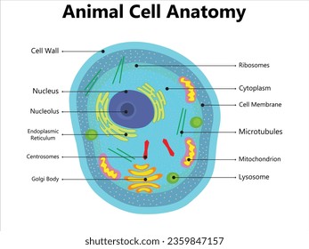 Illustration der Anatomie der Pflanzenzellen. Vektor-Infografik mit Zellkern, Mitochondrien, endoplastischem Retikum, Golgi-Apparat, Zytoplasma, Wandmembran usw.