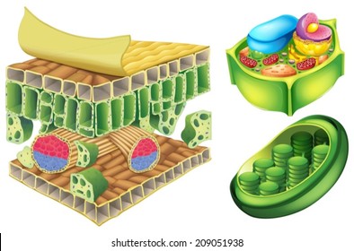 Illustration of the plant cells on a white background