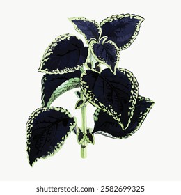 Illustration of a plant with dark leaves. The plant features dark leaves with light edges. The plant's leaves are prominently dark. Botanical art of dark leaves. Vintage botanical vector illustration.