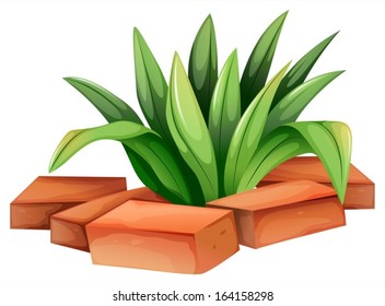 Illustration of a plant with elongated leaves on a white background