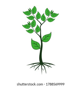 illustration of a plant in a flat style. tree design. design vector.