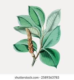 Illustration of a plant with green leaves and a brown seed pod. The plant features vibrant green leaves and a detailed brown seed pod on a light background. Vintage illustration isolated, vector.