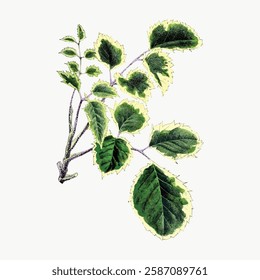 Illustration of a plant with green leaves. The plant features detailed leaves, showcasing a natural and artistic depiction of greenery and foliage. Vintage art illustration, vector.