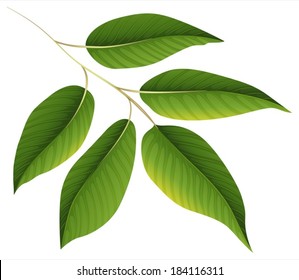 Illustration of a plant with green leaves on a white background