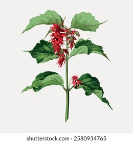 Illustration of a plant with green leaves and red flowers. Botanical art showing detailed leaves and vibrant red flowers. Elegant plant with lush green leaves. Vintage flower illustration, vector.