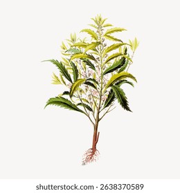 Illustration of a plant with green leaves and roots. Botanical art showcasing plant details. Plant drawing with focus on leaves and roots. Botanical illustration. Vintage flower illustration vector.