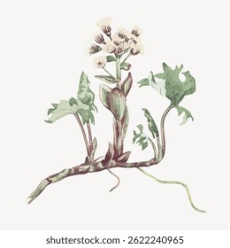 Illustration of a plant with green leaves and white flowers. Botanical art with detailed leaves and flowers. Plant art on a light background. Vintage flower illustration vector.