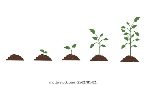 Illustration of plant growth stages, from seedling to mature plant, shown in five steps