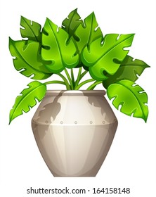 Illustration of a plant with a heart-shaped leaves on a white background