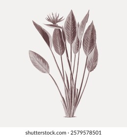 Illustration of a plant with large leaves and a flower. Botanical art with detailed leaves. Elegant plant design with a single flower. Artistic plant sketch. Vintage flower illustration, vector.