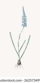 Illustration of a plant with long green leaves and a tall blue flower spike. Botanical art of a plant with blue flowers and green leaves. Plant roots visible. Vintage flower illustration vector.