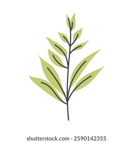 Illustration of plant with long light green leaves. Perfect for creating minimalist plant designs