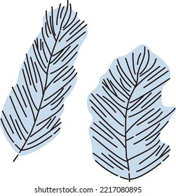 Illustration of a plant Matsumo (aquatic plants)