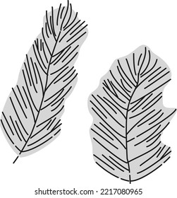 Illustration of a plant Matsumo (aquatic plants)