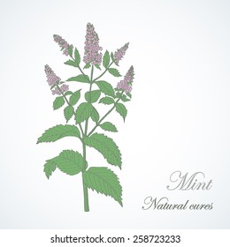 Illustration plant Mint. Illustration for greeting cards and other printing and web projects.