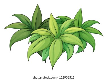 Illustration of a plant on a white background