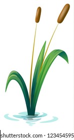 Illustration of a plant on a white background