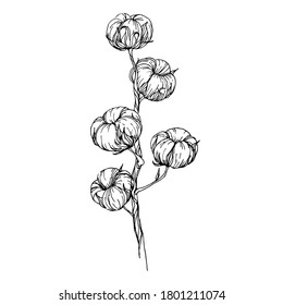 Illustration with a plant on a white background, isolated. Vector image of cotton for a postcard, poster or cover.