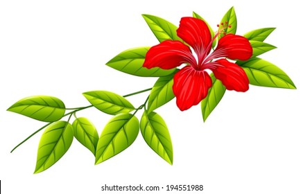 Illustration of a plant with a red flower on a white background