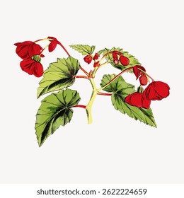 Illustration of a plant with vibrant red flowers and green leaves. The plant features detailed red petals and lush green foliage, creating a vivid botanical image. Vintage flower illustration vector.