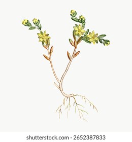 Illustration of a plant with yellow flowers and green leaves. Botanical drawing shows plant roots, yellow flowers, and green leaves. Detailed plant illustration. Vintage flower illustration vector.