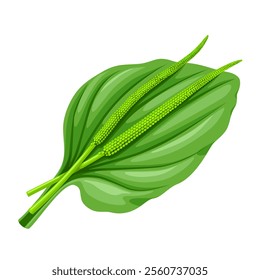 Illustration of Plantain leaf, scientific name plantago major, isolated on white background.