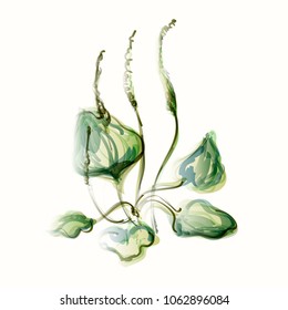 Illustration of plantain
Picturesque figure of a plant
Vector sketch of the treating plant