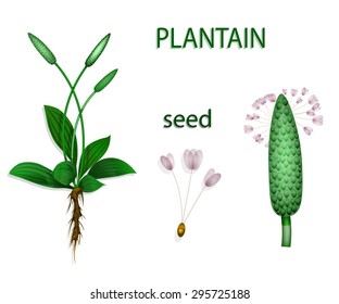 Illustration of plantain, psyllium. Botanical picture. The text on the separate layer.