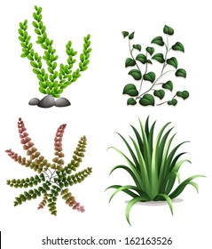 Illustration of the plants on a white background