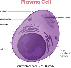 illustration of Plasma Cell Anatomy diagram  - vector