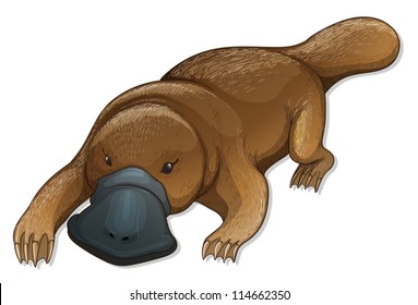 Illustration of a platypus (Ornithorhynchus anatinus)