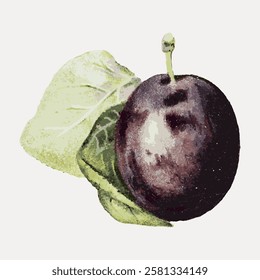 Illustration of a plum with leaves. The plum is dark purple, with textured details. Leaves are green, complementing the plum. Artistic plum and leaves design. Vintage fruit illustrations vector.