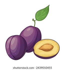 Illustration of plum, whole and half, vector illustration isolated on white background, eps10