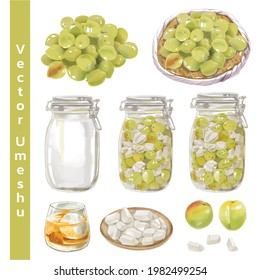 illustration of plum wine. plum wine in watercolor style.