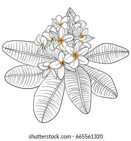 Illustration with plumeria Flowers and Frangipani. linear