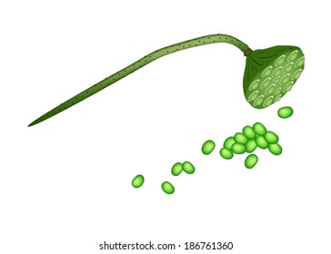 An Illustration of Pod and Seeds of Sacred Lotus Flower or Water Lily Isolated on White Background. 
