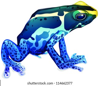 Illustration of a poison dart frog (Dendrobates tinctorius)