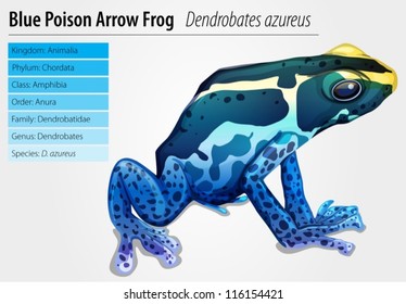 Illustration of a poison dart frog (Dendrobates tinctorius)