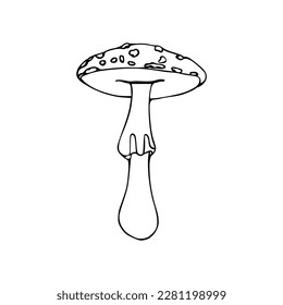 Illustration of Poisonous mushroom, toadstool, fly agaric. Doodle. Hand drawn. Vector isolated on white background.