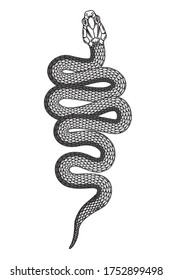 Illustration of poisonous snake  in engraving style. Design element for logo, label, emblem, sign, badge. Vector illustration